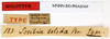 CollectionObject 1562082; 90530cc6-cb38-4b10-8907-0cd7c40c2cfa: copyright MNHN, Paris. female, data labels of synonym Sosibia solida (holotype). (CollectionObject).