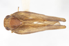 Habitus, dorsal view on Bladina mimica ramosa Kramer, 1976: (Observation).