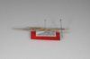 CollectionObject 1563016; 47147cc2-f258-4bf1-8b29-cdf3858945b7: copyright ZSMC, Munich. nymph (paratype),. (CollectionObject).