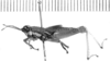 CollectionObject 1524859; 0a5c1406-cd4f-4716-bbeb-0ae8b5ea6dd1: male, lateral view (lectotype of Leptomerinthoprora smaragdipes). (CollectionObject).