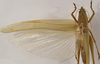 CollectionObject 1534486; c502f5fa-f03e-441e-9138-6497a997861a: female dorsal (syntype of Conocephalus nigropunctatus). (CollectionObject).