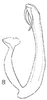 Aedeagus, lateral view on Atanus albidus (DeLong & Hershberger, 1947): Aedeagus, lateral view. (Observation).