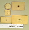 Dorylaea andrewsi (Hanitsch, 1931): Lectotype, female, labels, reverse. BMNH(E)#877979. (Otu).