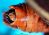 CollectionObject 1500586; 14a52cef-cf81-4732-8221-9f3b2e1ef18f, DORSA BTpoestrS02: male cerci (syntype). (CollectionObject).