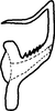 Aedeagus, lateral view on Asymmetrasca baluchi (Ahmed, Samad & Naheed, 1981): Aedeagus, lateral view. (Observation).