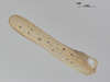 CollectionObject 1578184; 128110a9-e4bf-4185-ad0a-ffc42367703e: male, right tegmen. (CollectionObject).