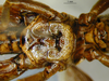 CollectionObject 1521417; 9f4a90db-55c1-423b-8976-a424de8471ac: male thorax (holotype). (CollectionObject).