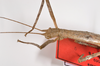 CollectionObject 1556991; c99f642c-06e2-4d37-a7d6-2016fad93fc7: copyright ZMB, Berlin. female: head and thorax, lateral view of Acanthoderus cornutus (syntype). (CollectionObject).;CollectionObject 1556992; 4054a909-f579-40f6-9dcc-72cb0887fbc8: copyright ZMB, Berlin. female: head and thorax, lateral view of Acanthoderus cornutus (syntype). (CollectionObject).