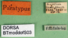 CollectionObject 1501866; 89bdc6c7-1565-4652-9770-d4f07f6118ab: labels (paratype of Metrioptera dofleini). (CollectionObject).