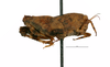 CollectionObject 1568269; 2fe9847a-e018-4082-9f8e-8886234fbf53: male, lateral view. (CollectionObject).