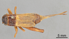 Female, dorsal view (lectotype) Depicts CollectionObject 1961678; ANSP16_GRYLL_ANSP, aad64671-a456-438a-86c3-500e7e4f33b3, a CollectionObject.