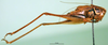 male, lateral view. Depicts CollectionObject 1502710; 8776ff3d-7bac-425a-82e7-009b1fd9fb7a, a CollectionObject.