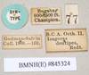 CollectionObject 1559093; f36c70cd-acc5-4588-b48e-fae8019a3fd9: copyright Natural History Museum, London. male, data labels (syntype). (CollectionObject).