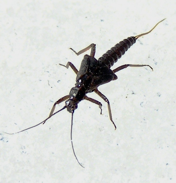 Nymph crawling over ice. Wisconsin River, WI, Mar. 2009. Depicts Taeniopteryx nivalis Fitch, 1847, an Otu.