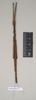 CollectionObject 1559451; NHMUK(SF IMPORT DUPLICATE) 844623-626, 3634f3ca-e221-45d4-984f-9b63a255aa78: copyright Natural History Museum, London. male (syntype). (CollectionObject).