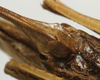CollectionObject 1535099; 171967d3-fd2a-4d25-9a54-3bdb21eaa2b5: female subgenital plate (holotype). (CollectionObject).