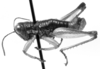 CollectionObject 1533816; 3845fe16-5fa1-454e-917a-fe309e27d464: Image Carbonell, C.S. male, lateral view (paratype). (CollectionObject).