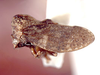 Nodonica Dietrich, McKamey & Deitz, 2001: _Nodonica bispinigera_. (Otu).