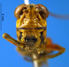 CollectionObject 1567410; 3a5898b1-1097-4fb0-960c-a755cc59e36e: female, frontal view (syntype). (CollectionObject).