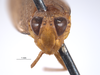 Head on Docalidia crista Nielson, 1982: (Observation).