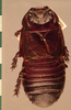 CollectionObject 1552947; 1fa8c8a5-946f-493e-aa73-ad0dc1debd3c: Copyright UMO, Oxford. Type, dorsal view. (CollectionObject).