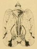 Habitus, dorsal view on Atracis insurgens (Melichar, 1902): (Observation).