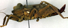 CollectionObject 1500340; 1bddc9bd-baaf-48f9-b714-5ad9d0eaca3e: female, lateral view (lectotype). (CollectionObject).
