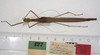 CollectionObject 1562577; e7e81e29-c9ac-4497-bbed-b79e6af405fc: copyright ZMUH, Hamburg. female of synonym Marmessoidea caryophyllea (syntype). (CollectionObject).