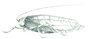 Oxyaspis congensis Brunner von Wattenwyl, 1895: Pl. 1, Fig. 5. female habitus (tegmina length 43 mm, ovipositor 12 mm). (Otu).