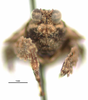 CollectionObject 1567179; 1a2b101a-369f-45a7-98cc-edadd20e9a7d: female, frontal view (holotype). (CollectionObject).