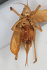 CollectionObject 1505779; 2e722b87-76fa-4eec-b0b5-93d18de00917: female, ventral view (syntype). (CollectionObject).
