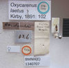 Oxycarenus (Oxycarenus) laetus Kirby, 1891: Oxycarenus laetus. Syntype. (BMNH) - (CC BY-NC 4.0) Photo by Stuart Cole, reproduced with permission from the Natural History Museum, London, UK. (Otu).