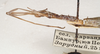 CollectionObject 1558080; 972c2d86-9f57-420a-88a5-c3a77a1943db: St. Petersburg. female, head & thorax, lateral view (holotype). (CollectionObject).