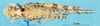 CollectionObject 1537603; 9a2656b8-be28-4c8e-b270-a00b49f44851: female, dorsal view (paratype). (CollectionObject).
