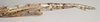 Acanthoderus spinosus (Gray, 1834): copyright ANIC. female: abdomen, lateral view (non-type). (Otu).