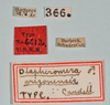 CollectionObject 1558346; 896f6fb8-36cd-4bd4-a32d-5c14742288e1: copyright USNM, Washington. male, data labels (holotype). (CollectionObject).