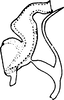 Aedeagus, lateral view on Diomma (Bunyipia) Dworakowska, 1972: Aedeagus (D. ulae Dwor.), lateral view. (Observation).