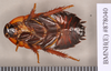 Platyzosteria melanaria (Erichson, 1842): Holotype, male, ventral. BMNH(E)#878040. (Otu).