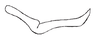 Stylus on Carapona munia (DeLong & Freytag, 1975): Male: style, lateral view. (Observation).