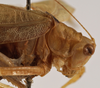CollectionObject 1534635; b871045d-3acb-4217-ae93-fd93005a1654: male pronotum, lateral view (holotype). (CollectionObject).