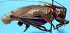 CollectionObject 1499257; 9a6304cb-6055-42a9-88a9-2e7db7602ae4: male, lateral view (holotype). (CollectionObject).