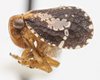 Habitus, lateral view on Dictyssa mutata Melichar, 1906: (Observation).
