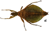 CollectionObject 1582865; Depo SF.DepoID 3769, Coll. RC 16-128, db33c123-fb4a-4fa2-aac7-a5b1a7942d21: copyright Royce Cumming. female, ventral view (paratype). (CollectionObject).
