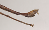 CollectionObject 1563706; 695e8e05-fbfe-44c1-bfcb-349333f54181: copyright Natural History Museum, London. (CollectionObject).