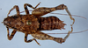 CollectionObject 2617091; 785dccd7-ced4-4e04-87fb-61447bd1fd74: male, dorsal view (paratype). (CollectionObject).