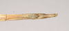 CollectionObject 1558030; b13e432c-573d-4544-bada-a88b6f3572c8: copyright Natural History Museum, London. female: end of abdomen, ventral view (syntype). (CollectionObject).;CollectionObject 1558031; e7723eee-9b4e-43ca-bac0-c5aad6b05318: copyright Natural History Museum, London. female: end of abdomen, ventral view (syntype). (CollectionObject).
