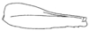 Callimenellus modestus Gorochov & Voltshenkova, 2005: Fig. 34. hind femur. (Otu).
