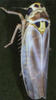 Habitus, dorsal view on Arboridia (Arboridia) simillima (Wagner, 1939): Habitus (male). (Observation).