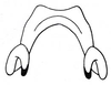 Mistothericles whitei (Dirsh, 1964): Fig. 1.4. epiphallus. (Otu).