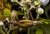 CollectionObject 2744363; 9cb10cb6-8e86-450c-9176-4ceb614ef685: Female. Lateral view. Lago Lanalhue, Biobío, Chile. Photo: Francisco Rivas. (CollectionObject).